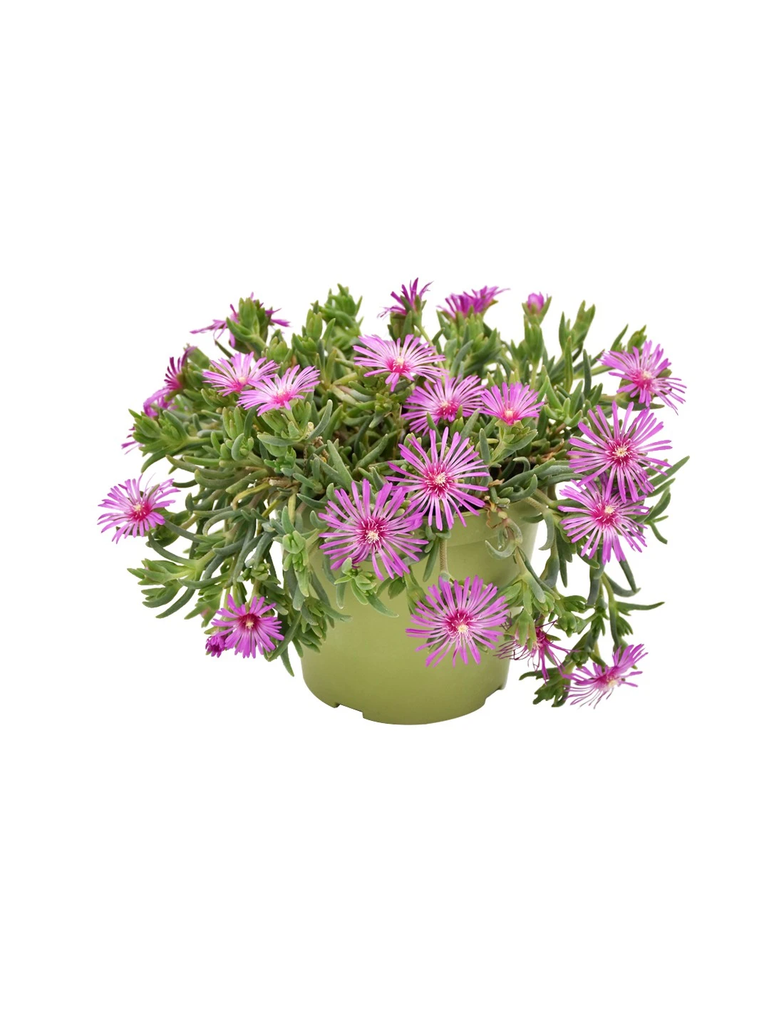 DELOSPERMUM COOPERI Diametro Vaso 14 Cm 3 DELOSPERMUM COOPERI Diametro Vaso 14 Cm