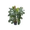 MONSTERA DELICIOSA ON MOSS-POLE 120, Diametro Vaso 25/19 Cm -Plantes & Nature Boutique monstera deliciosa on moss pole 120 diametro vaso 2519 cm