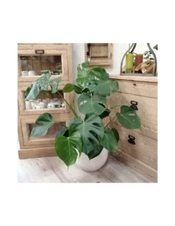 MONSTERA DELICIOSA Diametro Vaso 21 Cm