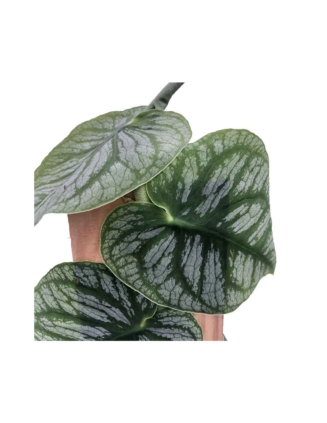 MONSTERA DUBIA (JUVENIEL) Diametro Vaso 14 Cm 4 MONSTERA DUBIA (JUVENIEL) Diametro Vaso 14 Cm – Image 2