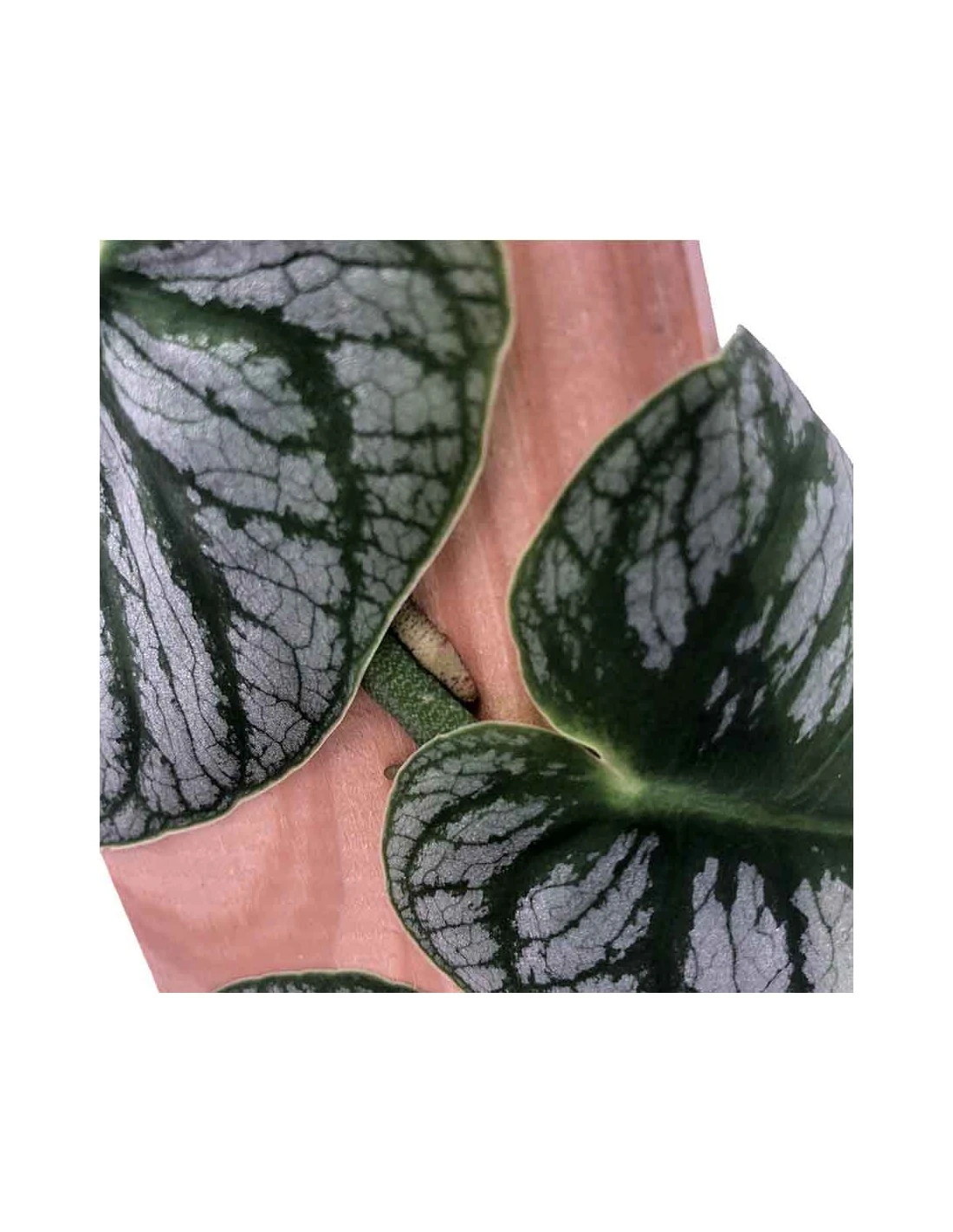 MONSTERA DUBIA (JUVENIEL) Diametro Vaso 14 Cm 6 MONSTERA DUBIA (JUVENIEL) Diametro Vaso 14 Cm – Image 4