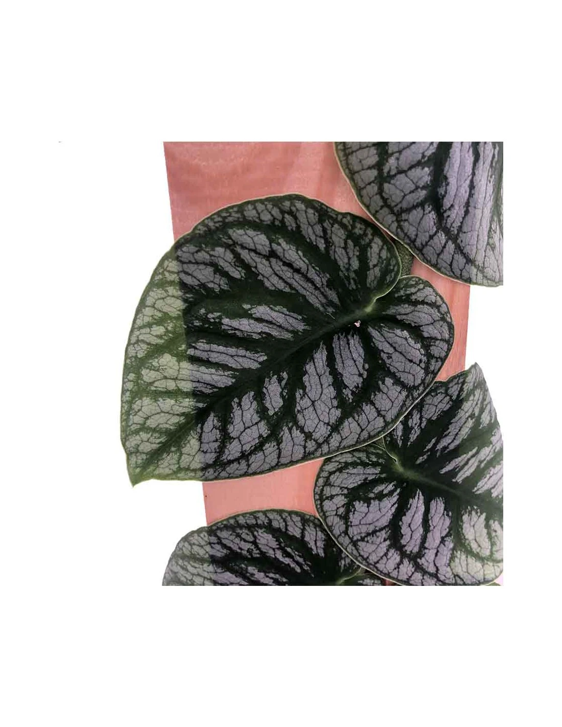 MONSTERA DUBIA (JUVENIEL) Diametro Vaso 14 Cm 7 MONSTERA DUBIA (JUVENIEL) Diametro Vaso 14 Cm – Image 5