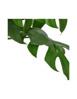 Plantes & Nature Boutique -Plantes & Nature Boutique monstera minima v 15 1