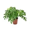 MONSTERA MINIMA Diametro Vaso 15 Cm -Plantes & Nature Boutique monstera minima v 15