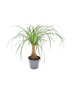 NOLINA RECURVATA Diametro Vaso 14 Cm