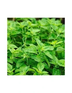 ORIGANO Diametro Vaso 9 Cm