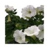 PETUNIA - WHITE Vaso Diametro 14 Cm