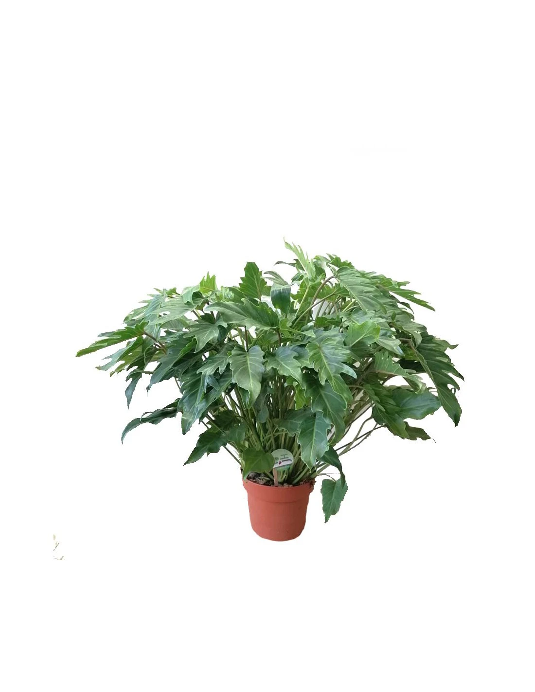 PHILODENDRON XANADU Dimensione Vaso 21 Cm 4 PHILODENDRON XANADU Dimensione Vaso 21 Cm – Image 2