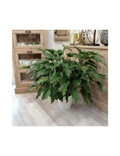 PHILODENDRON XANADU Dimensione Vaso 21 Cm