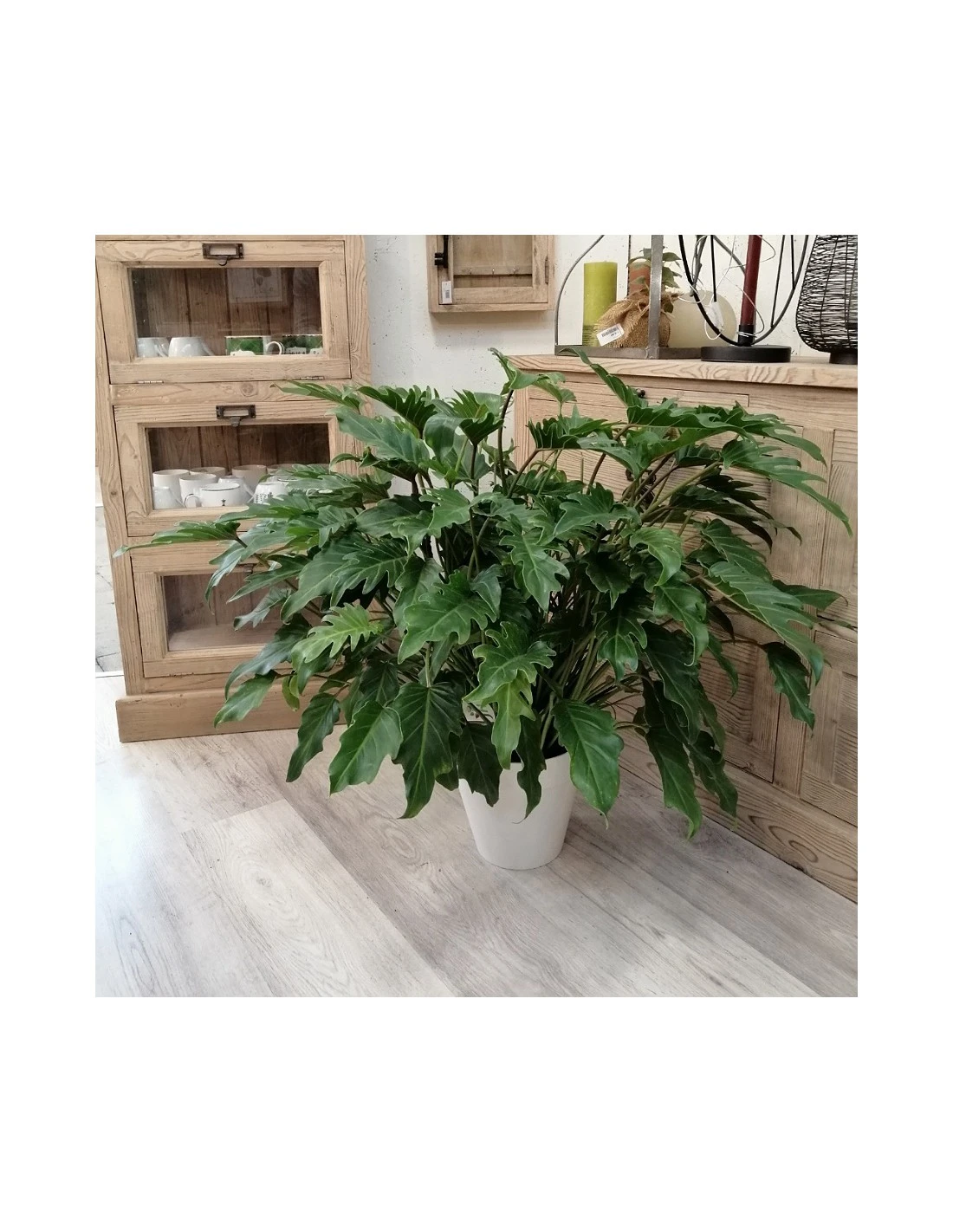 PHILODENDRON XANADU Dimensione Vaso 21 Cm 3 PHILODENDRON XANADU Dimensione Vaso 21 Cm