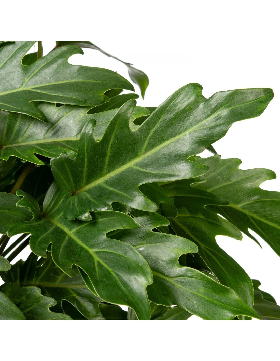 PHILODENDRON XANADU Diametro Vaso 27 Cm 4 PHILODENDRON XANADU Diametro Vaso 27 Cm – Image 2