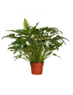 PHILODENDRON XANADU Diametro Vaso 27 Cm