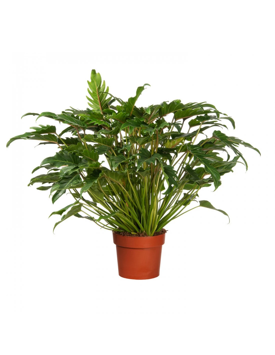 PHILODENDRON XANADU Diametro Vaso 27 Cm 3 PHILODENDRON XANADU Diametro Vaso 27 Cm
