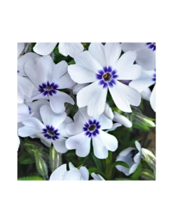 PHLOX SUBULATA "BAVARIA" Diametro Vaso 12 Cm