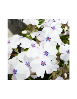 PHLOX SUBULATA "G.F. WILSON" Diametro Vaso 12 Cm