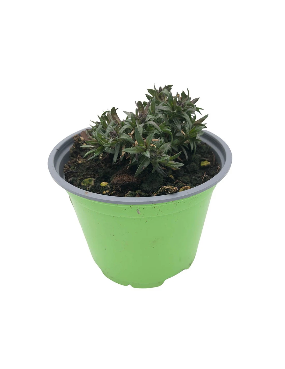 PHLOX SUBULATA "RONSDORFER SHONE" Diametro Vaso 12 Cm 4 PHLOX SUBULATA "RONSDORFER SHONE" Diametro Vaso 12 Cm – Image 2