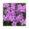 PHLOX SUBULATA "RONSDORFER SHONE" Diametro Vaso 12 Cm -Plantes & Nature Boutique phlox subulata ronsdorfer shone vaso diametro 12 cm