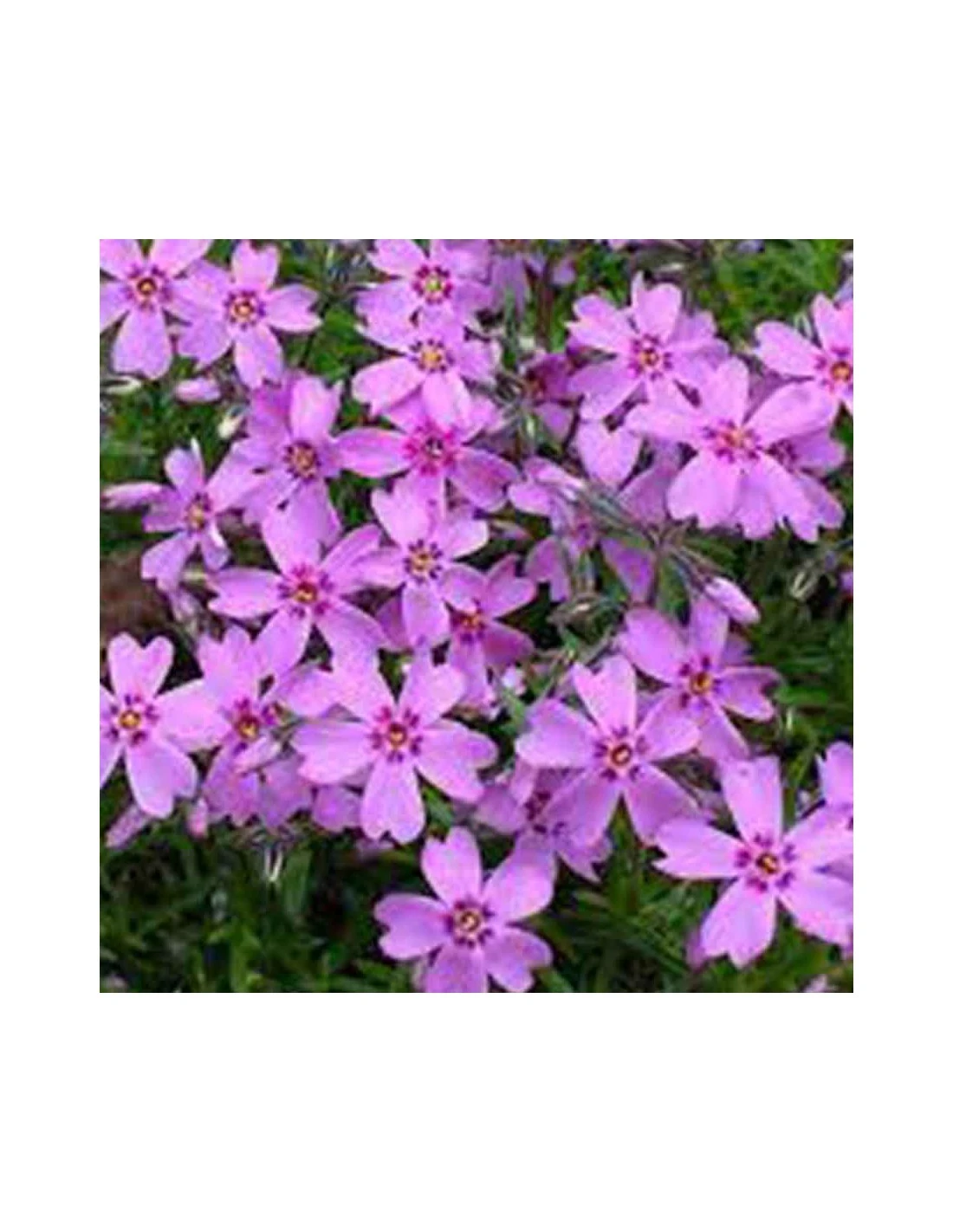 PHLOX SUBULATA "RONSDORFER SHONE" Diametro Vaso 12 Cm 3 PHLOX SUBULATA "RONSDORFER SHONE" Diametro Vaso 12 Cm