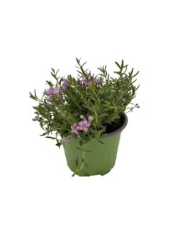 PHLOX SUBULATA "ZWERGENTEPPICH" Diametro Vaso 12 Cm -Plantes & Nature Boutique phlox subulata zwergenteppich vaso diametro 12 3