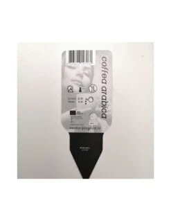 PIANTA DEL CAFFE VASO IN CERAMIVA Dimensione Vaso 25 Cm -Plantes & Nature Boutique pianta del caffe vaso in ceramiva dimensione vaso 25 cm 1