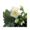 Rosa Di Natale "HELLEBORUS NIGER CHRISTMAS CAROL" Diametro Vaso 12cm -Plantes & Nature Boutique rosa di natale helleborus niger christmas carol diametro vaso 12cm