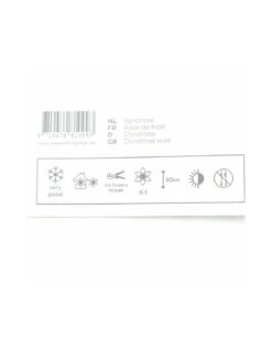 Rosa Di Natale "HELLEBORUS NIGER CHRISTMAS CAROL" Diametro Vaso 14 Cm 7 Rosa Di Natale "HELLEBORUS NIGER CHRISTMAS CAROL" Diametro Vaso 14 Cm -Plantes & Nature Boutique rosa di natale helleborus niger christmas carol diametro vaso 14 cm 2