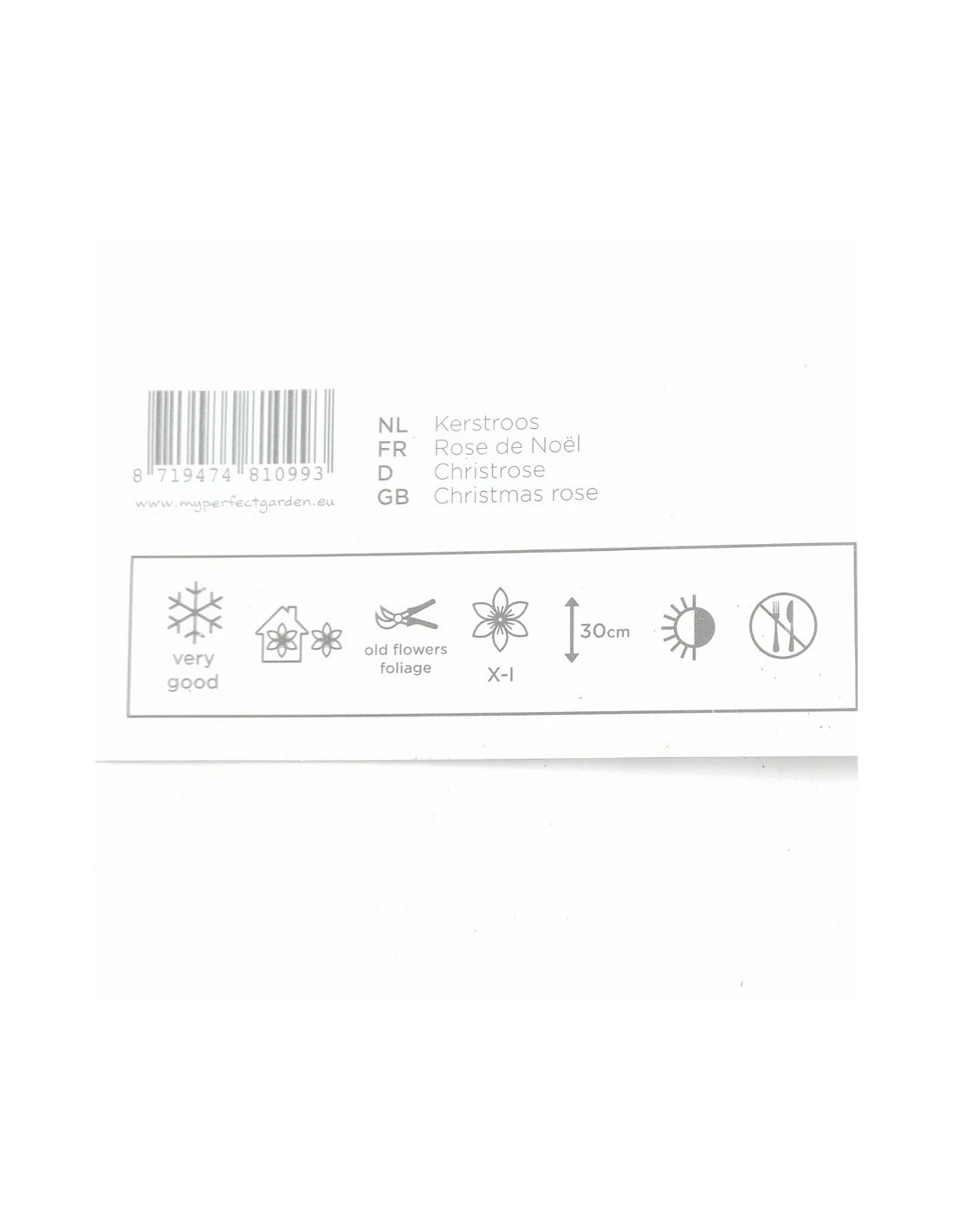 Rosa Di Natale "HELLEBORUS NIGER CHRISTMAS CAROL" Diametro Vaso 14 Cm 5 Rosa Di Natale "HELLEBORUS NIGER CHRISTMAS CAROL" Diametro Vaso 14 Cm – Image 3