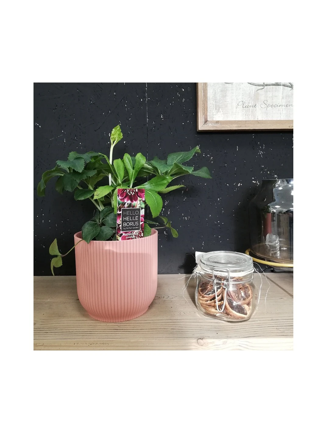 Rosa Di Natale "HELLEBORUS NIGER CHRISTMAS CAROL" Diametro Vaso 14 Cm 3 Rosa Di Natale "HELLEBORUS NIGER CHRISTMAS CAROL" Diametro Vaso 14 Cm