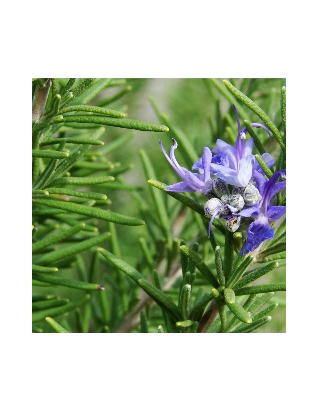 ROSMARINO AD ALBERELLO Diametro Vaso 14 Cm 3 ROSMARINO AD ALBERELLO Diametro Vaso 14 Cm