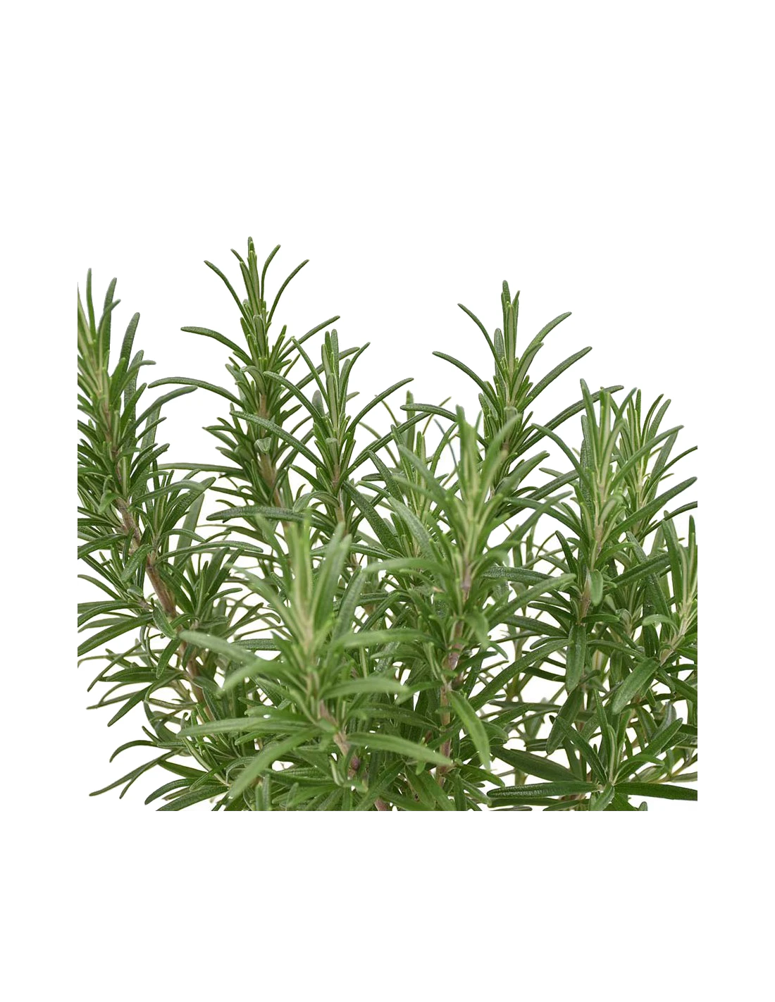 ROSMARINO Diametro Vaso 14 Cm 4 ROSMARINO Diametro Vaso 14 Cm – Image 2