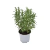 ROSMARINO Diametro Vaso 14 Cm 2 ROSMARINO Diametro Vaso 14 Cm -Plantes & Nature Boutique rosmarino diametro vaso 14 cm