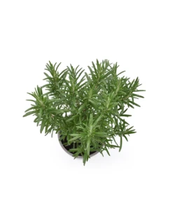 ROSMARINO Diametro Vaso 14 Cm 8 ROSMARINO Diametro Vaso 14 Cm -Plantes & Nature Boutique rosmarino diametro vaso 14 cm 2