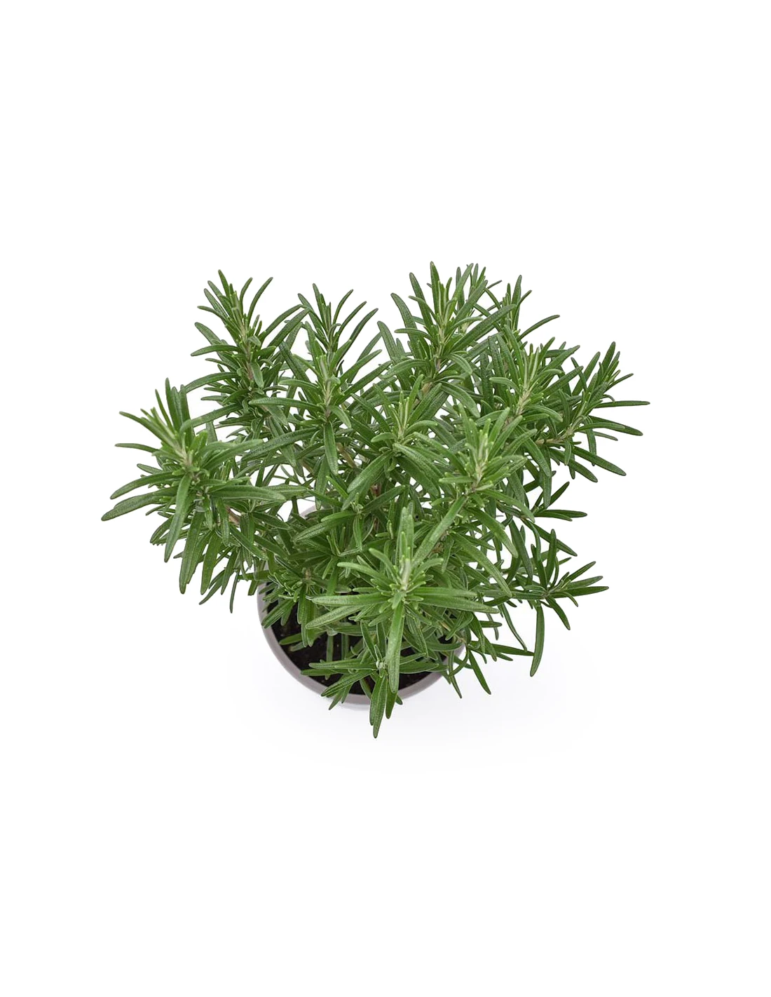 ROSMARINO Diametro Vaso 14 Cm 5 ROSMARINO Diametro Vaso 14 Cm – Image 3