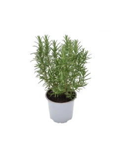 ROSMARINO Diametro Vaso 14 Cm