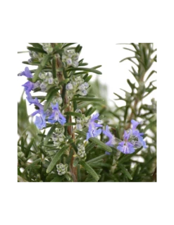 ROSMARINO Diametro Vaso 14 Cm 9 ROSMARINO Diametro Vaso 14 Cm -Plantes & Nature Boutique rosmarino diametro vaso 14 cm 3