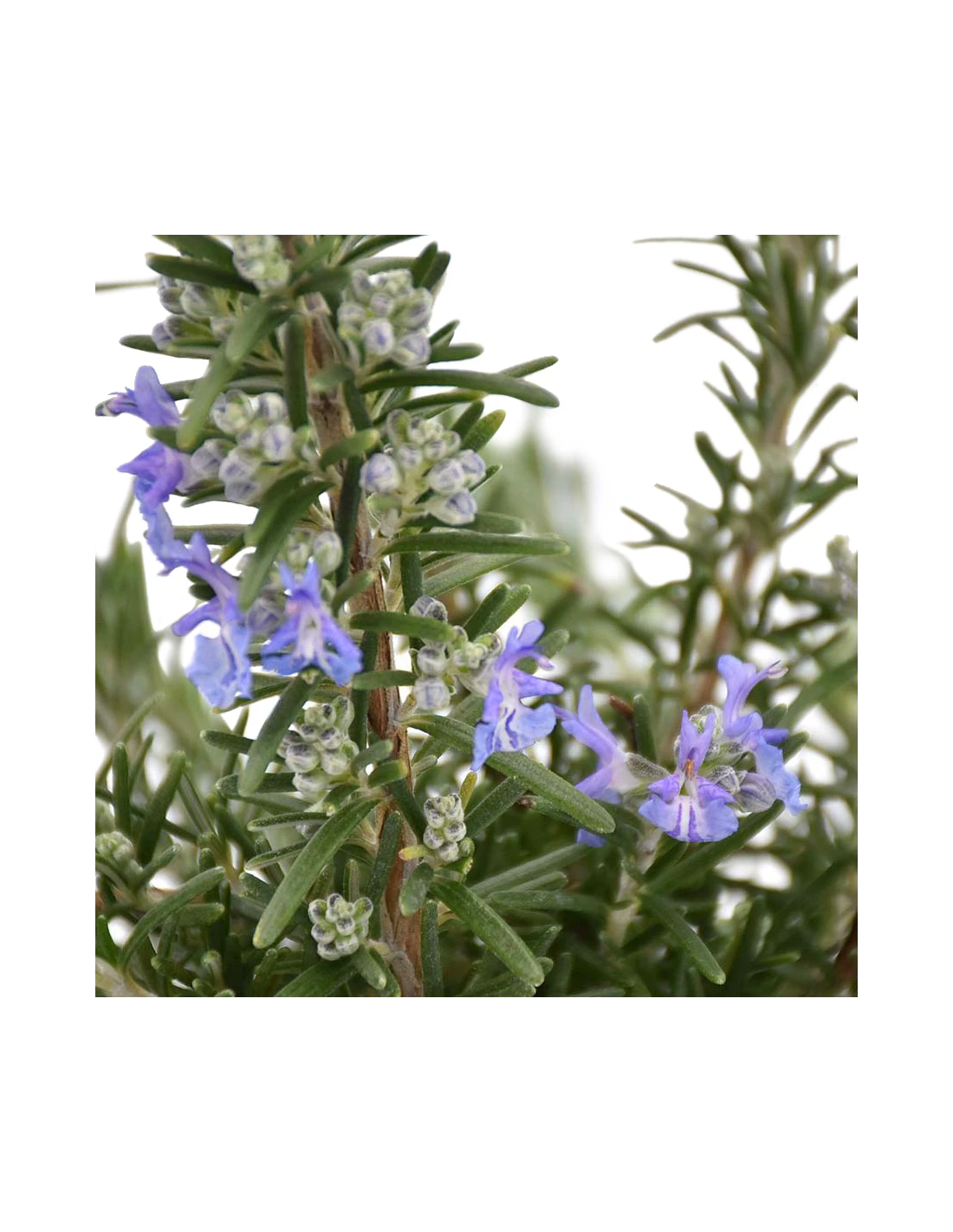 ROSMARINO Diametro Vaso 14 Cm 6 ROSMARINO Diametro Vaso 14 Cm – Image 4