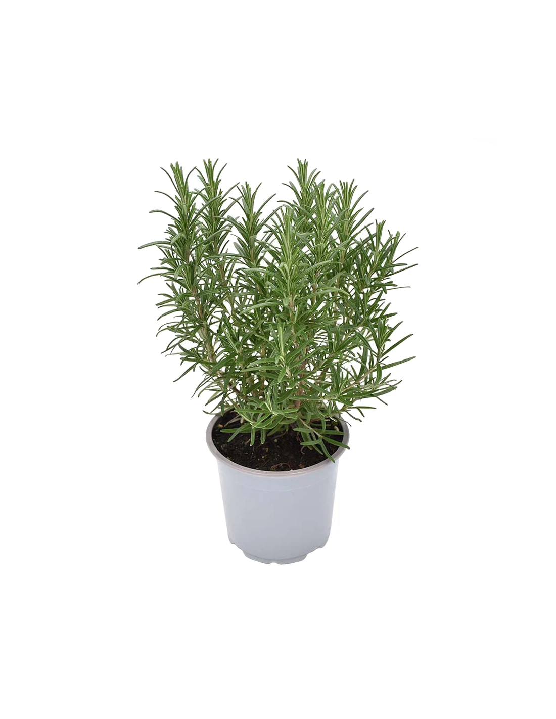 ROSMARINO Diametro Vaso 14 Cm 3 ROSMARINO Diametro Vaso 14 Cm