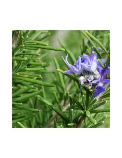 ROSMARINO Diametro Vaso 9 Cm