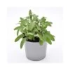 SALVIA Diametro Vaso 14 Cm