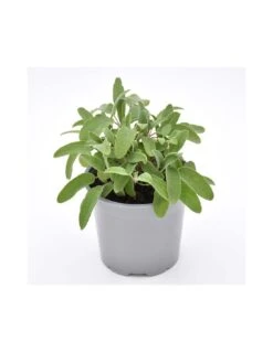 SALVIA Diametro Vaso 14 Cm