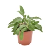 SALVIA Diametro Vaso 19 Cm -Plantes & Nature Boutique salvia diametro vaso 19 cm