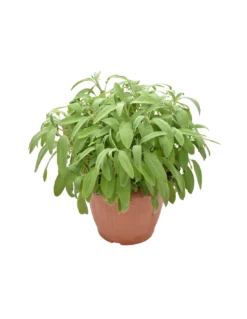 SALVIA Diametro Vaso 25 Cm