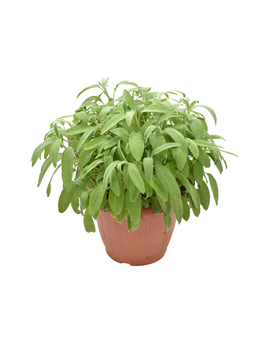 SALVIA Diametro Vaso 25 Cm 3 SALVIA Diametro Vaso 25 Cm