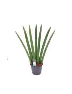 SANSEVIERIA CLINDRICA FAN Dimensione Vaso 14 Cm