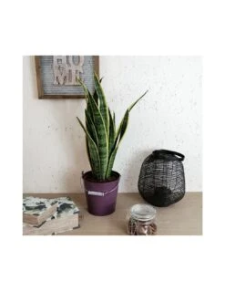 Plantes & Nature Boutique -Plantes & Nature Boutique sansevieria trif laurentii v 17 1