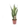 SANSEVIERIA TRIF. 'LAURENTII' Dimensione Vaso 17 Cm -Plantes & Nature Boutique sansevieria trif laurentii v 17