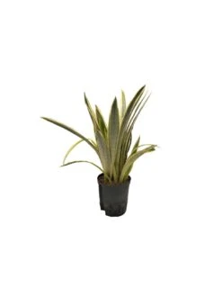 SANSEVIERIA TRIFASCIATA 'LAUREN' TUFT, Diametro Vaso 18/19 Cm