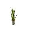 SANSEVIERIA ZEYLANICA TUFT, Diametro Vaso 18/19 Cm -Plantes & Nature Boutique sansevieria zeylanica tuft diametro vaso 1819 cm