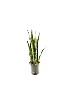 SANSEVIERIA ZEYLANICA TUFT, Diametro Vaso 18/19 Cm
