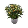 SOLANUM PSEUDOCAPSICUM Diametro Vaso 13 Cm 1 SOLANUM PSEUDOCAPSICUM Diametro Vaso 13 Cm -Plantes & Nature Boutique solanum pseudocapsicum v 13